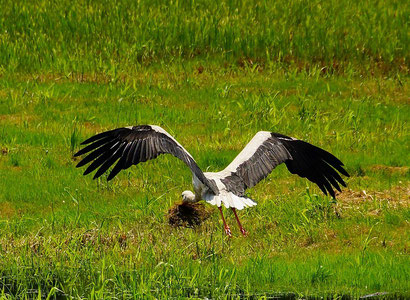 Abflug mit Nistmaterial