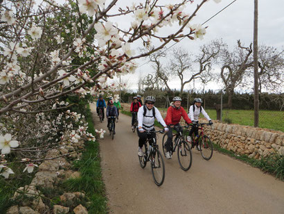 Beginn der Mandelblüte