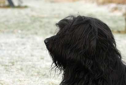 Mijn lief zwartje. Ross Tristan noir van de Boksenberg