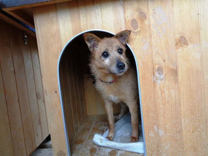 Hallo, ich bin Kylia und auch neu auf der Website, mit vielen anderen Hunden zusammen!