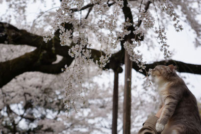 枝垂ねこ桜