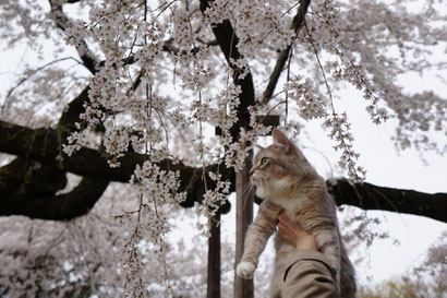 枝垂ねこ桜