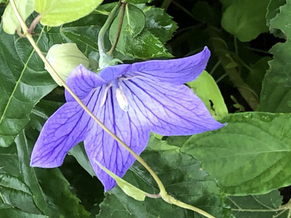 芸術村に咲いたキキョウ