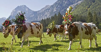 Die Qualität des Ghees ist abhängig von den Eigenschaften der Milch aus der es hergestellt wird