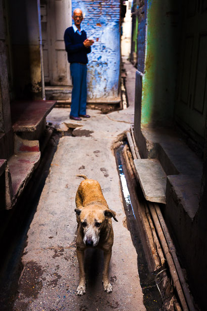dog india street punjab - Chien rue Inde 