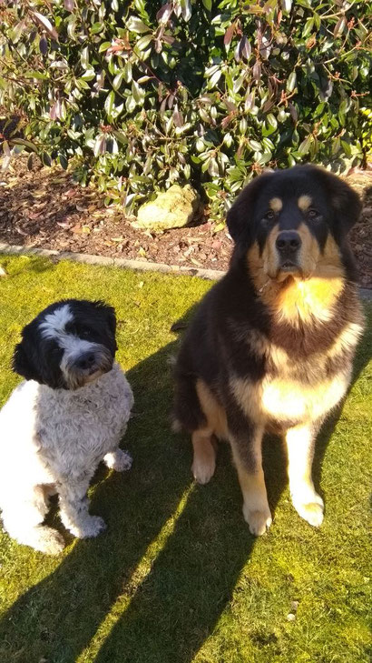 Paul (Tibet Terrier) und seine Freundin Mila (Do Khyi) im März 2018