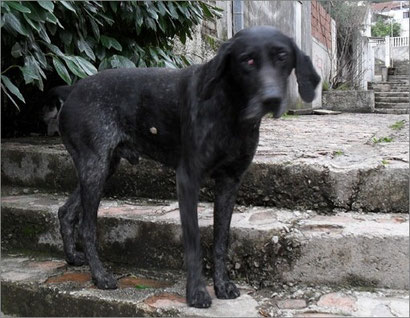 Strassenhund Patros - blind