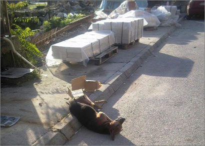 Vergifteter Hund am Fluss Crnojevic'a
