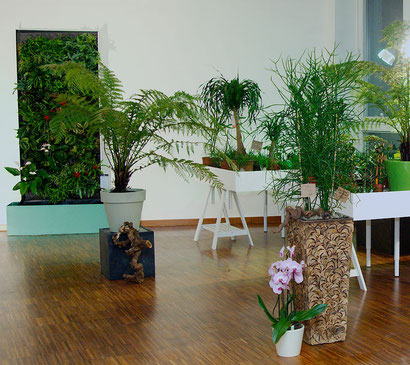 Grüne Wand bei Flowercompany in Wien