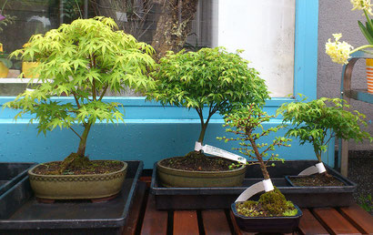 Japanischer Ahorn Bonsai