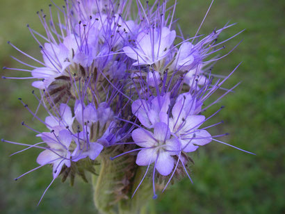 Une fleur de Phacélie. 