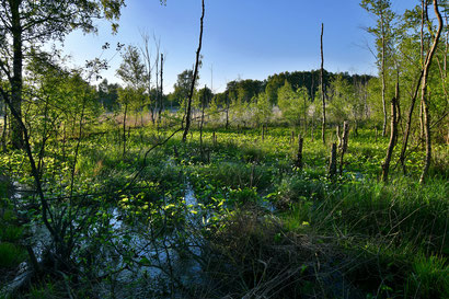 Ehemaliger Torfstich am Hauptweg (kurz vor dem Abzweig des Bohlenweges) mit großem Bestand der Sumpf-Calla im Vordergrund.