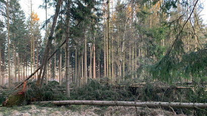 NABU-Fichtenwaldfläche bei Bad Bramstedt nach Orkan "Zeynep". Foto: Silvaconcept.