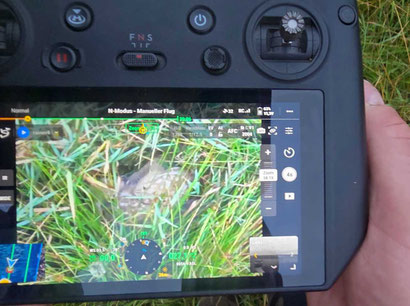 Mit der Wärmebildkamera der Drohne gefundenes Damhirsch-Kitz, aufgenommen mit der normalen Optik der Drohne. Foto: S. Gloe