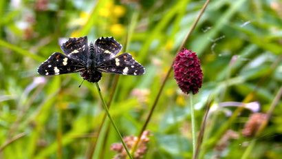 Landkärtchen (Sommerform) auf Großem Wiesenknopf.