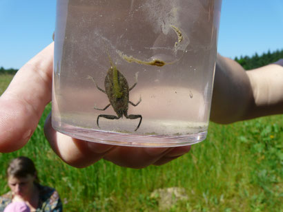 In der Becherlupe gut zu beobachten: Ein Wasserskorpion.