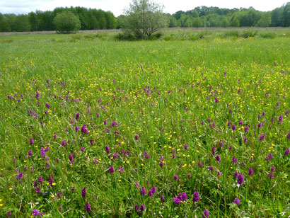 Blick über die Orchideenwiese im Frühjahr 2021 - der Lohn der Mühe!