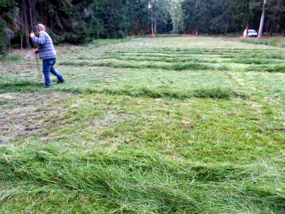 Die Mahd und das Abräumen der Flächen erfolgen schonend in Handarbeit.