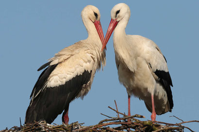 Foto: Dorothea Bellmer/NABU 