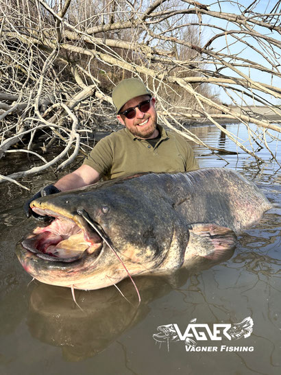 Vagner Fishing - Yeah, wir haben Ihn, ein weiterer Wels über 230cm Länge. Überlistet habe wir den Riesen mit einer Ghost Rute, mit dieser wir das Scheisshaus-Rohr direkt anfischten.