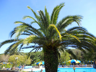 Palme auf dem Campingplatz Mareblu Cecina Mare