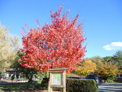 Herbstlicher Baum im Kurpark Bad Bellingen