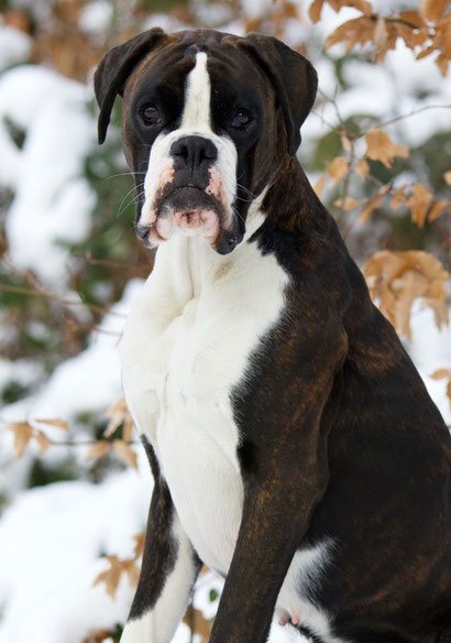 Boxer Hund vonderwaldnielerheide 