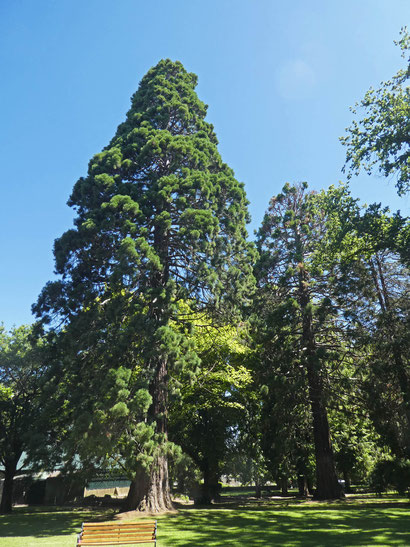 big old exotic trees in Cook Park, Orange, NSW