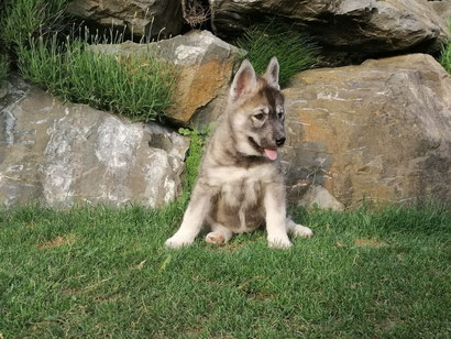 Siberian Husky Diwoks - Calypso, Rufname: Freya, Agouti