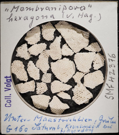 Senckenberg, Bryozoa, Bryozoen, Moostierchen, Sammlung Voigt