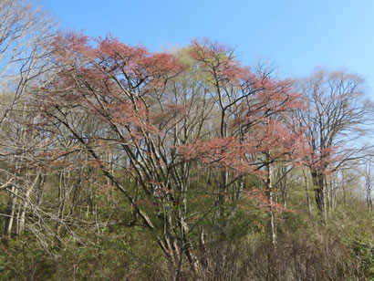 件のヤマザクラは散りはて。