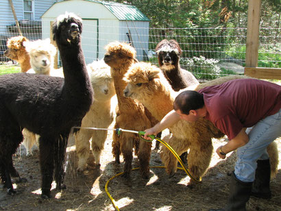 Cooling off the 'pacas on a hot day