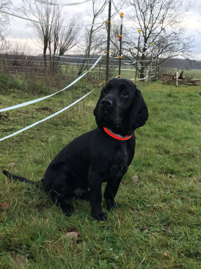 Dexter November 2017