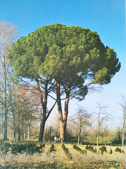 Pino Piñonero del Vivero. Aranjuez. Árbol Singular de la Comunidad de Madrid