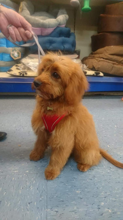 POPPY THE COCKERPOO PUPPY AT AROUND 4 MONTHS OLD . HER FIRST BATH AND TIDY AND WHAT A SWEETHEART SHE IS 😍