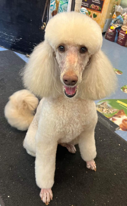 FLORA THE STANDARD POODLE AFTER HER GROOM AND CLIP ❤