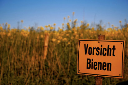 Vorsicht Bienen