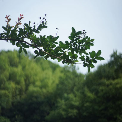 夏の風景