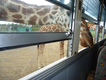 Eine neugierige Giraffe auf der Suche nach Futter :)