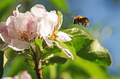 Hummel an einer Apfelblüte