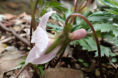 エイザンスミレの花の側面　　萼・距・花柄は無毛です