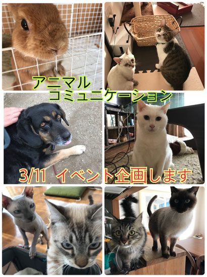 お散歩代行|お世話|ペットホテル|大分|別府|シッテイング|アニマルコミュニケーション|ペットシッター|お散歩