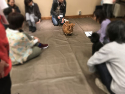 大分|別府|ペットシッター|お散歩代行|ペットホテル|アニマルコミュニケーション|アニマルヒーリング|ヒーリング|