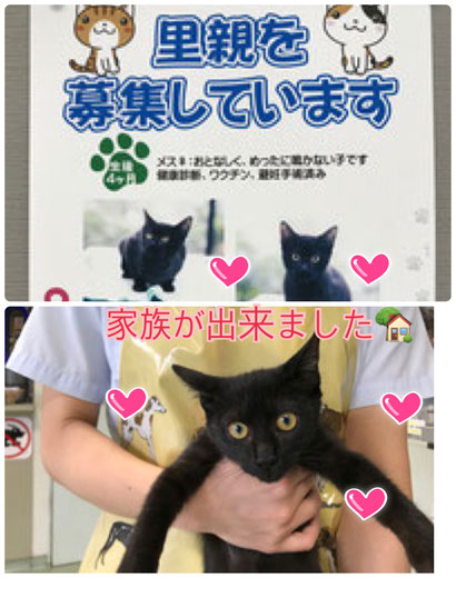 お世話|ペットシッター|お散歩|大分市|別府市