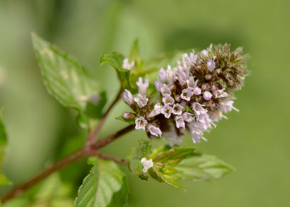 Mentha × piperita