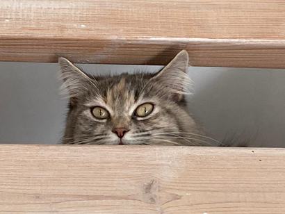 "Madame MILOU"