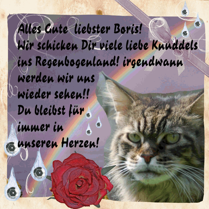 unser erster Mainecoon-Kater