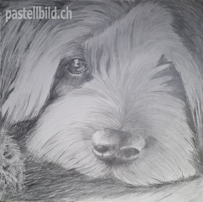 Felix, pencil drawing, Bleistiftzeichnung, Bleistift, pencil