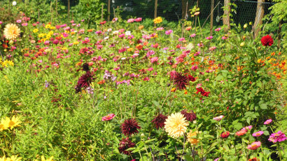 In welcher Gartenparzelle könnte dieses Foto entstanden sein?