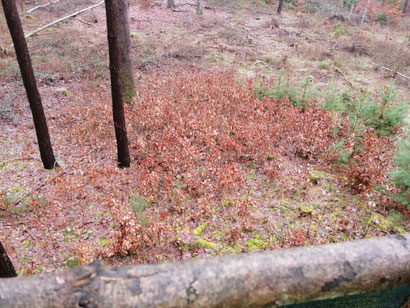 Hauptsächlich Eichen-Naturverjüngung ohne Schutzmaßnahmen auf einer Käferfläche in Dutzenthal